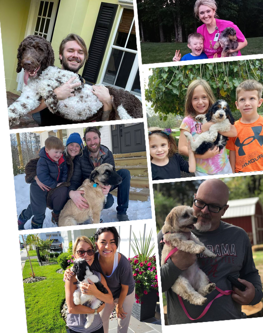 Cocker Spaniel Lifespan: How Long They Live & Health Secrets