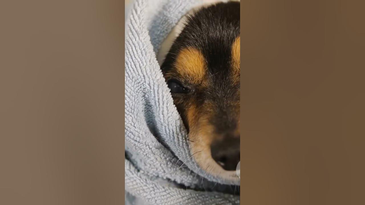 Cocker Spaniel: The Ultimate Guide to Adoption & Care